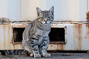 Filename=DWKitties_PH24_IMG_9799-Enhanced-NR.jpg
Filesize=319KiB
Dimensions=1200x800
Date added=Sep 05, 2024 DWKitties_PH24_IMG_9799-Enhanced-NR.jpg