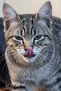 Filename=DWKitties_PH24_IMG_9806-Enhanced-NR.jpg
Filesize=413KiB
Dimensions=800x1200
Date added=Sep 05, 2024 DWKitties_PH24_IMG_9806-Enhanced-NR.jpg