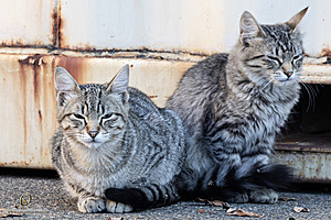 Filename=DWKitties_PH24_IMG_9823-Enhanced-NR.jpg
Filesize=387KiB
Dimensions=1200x800
Date added=Sep 05, 2024 DWKitties_PH24_IMG_9823-Enhanced-NR.jpg