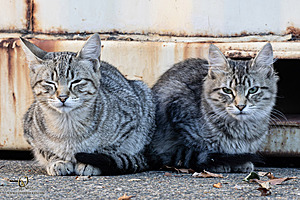 Filename=DWKitties_PH24_IMG_9832-Enhanced-NR.jpg
Filesize=428KiB
Dimensions=1200x800
Date added=Sep 05, 2024 DWKitties_PH24_IMG_9832-Enhanced-NR.jpg
