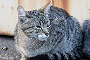 Filename=DWKitties_PH24_IMG_9838-Enhanced-NR.jpg
Filesize=335KiB
Dimensions=1200x800
Date added=Sep 05, 2024 DWKitties_PH24_IMG_9838-Enhanced-NR.jpg