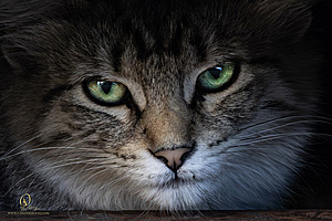 Filename=DWKitties_PH24_IMG_9847-Enhanced-NR.jpg
Filesize=332KiB
Dimensions=1200x800
Date added=Sep 05, 2024 DWKitties_PH24_IMG_9847-Enhanced-NR.jpg