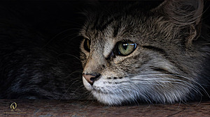 Filename=DWKitties_PH24_IMG_9852-Enhanced-NR.jpg
Filesize=272KiB
Dimensions=1200x675
Date added=Sep 05, 2024 DWKitties_PH24_IMG_9852-Enhanced-NR.jpg