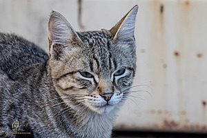 Filename=DWKitties_PH24_IMG_9866-Enhanced-NR.jpg
Filesize=332KiB
Dimensions=1200x800
Date added=Sep 05, 2024 DWKitties_PH24_IMG_9866-Enhanced-NR.jpg