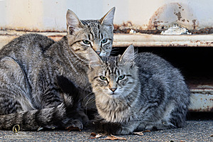 Filename=DWKitties_PH24_IMG_9871-Enhanced-NR.jpg
Filesize=411KiB
Dimensions=1200x800
Date added=Sep 05, 2024 DWKitties_PH24_IMG_9871-Enhanced-NR.jpg