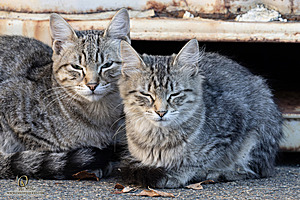 Filename=DWKitties_PH24_IMG_9875-Enhanced-NR.jpg
Filesize=424KiB
Dimensions=1200x800
Date added=Sep 05, 2024 DWKitties_PH24_IMG_9875-Enhanced-NR.jpg