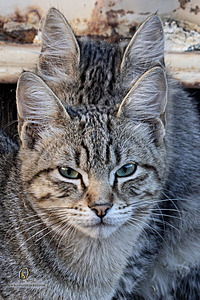 Filename=DWKitties_PH24_IMG_9889-Enhanced-NR.jpg
Filesize=434KiB
Dimensions=800x1200
Date added=Sep 05, 2024 DWKitties_PH24_IMG_9889-Enhanced-NR.jpg