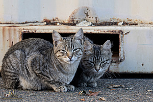 Filename=DWKitties_PH24_IMG_9891-Enhanced-NR.jpg
Filesize=427KiB
Dimensions=1200x800
Date added=Sep 05, 2024 DWKitties_PH24_IMG_9891-Enhanced-NR.jpg