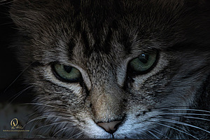 Filename=DWKitties_PH24_IMG_9921-Enhanced-NR.jpg
Filesize=315KiB
Dimensions=1200x800
Date added=Sep 05, 2024 DWKitties_PH24_IMG_9921-Enhanced-NR.jpg