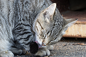 Filename=DWKitties_PH24_IMG_9930-Enhanced-NR.jpg
Filesize=509KiB
Dimensions=1200x800
Date added=Sep 05, 2024 DWKitties_PH24_IMG_9930-Enhanced-NR.jpg
