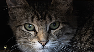 Filename=DWKitties_PH24_IMG_9934-Enhanced-NR.jpg
Filesize=301KiB
Dimensions=1200x675
Date added=Sep 05, 2024 DWKitties_PH24_IMG_9934-Enhanced-NR.jpg