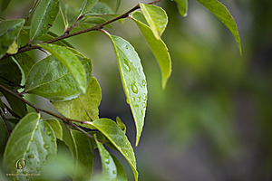 IMG_0452-Enhanced-NR.jpg