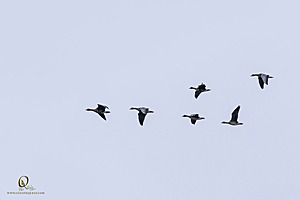 Filename=BC24-WillowSlough_PH24_IMG_3148-Enhanced-NR.jpg
Filesize=65KiB
Dimensions=1200x800
Date added=Jan 02, 2025 BC24-WillowSlough_PH24_IMG_3148-Enhanced-NR.jpg