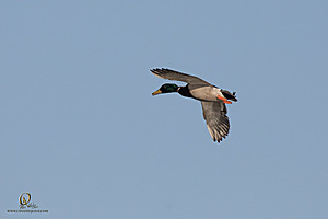 CC_PH23_IMG_5798.jpg