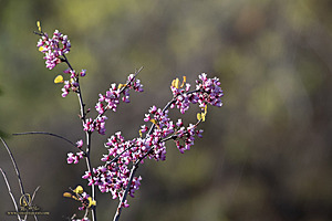 CC_PH23_IMG_6032.jpg