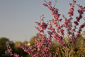 CC_PH23_IMG_6097.jpg