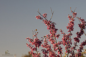 CC_PH23_IMG_6098.jpg