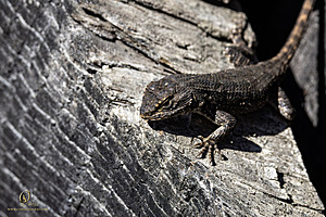 CCC_PH24_IMG_6810-Enhanced-NR.jpg