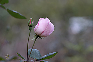 DA_PH23_IMG_2790-Enhanced-NR.jpg