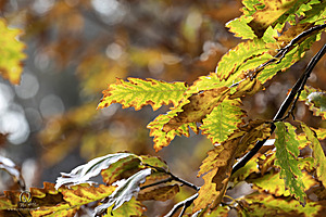 DA_PH23_IMG_2810-Enhanced-NR.jpg