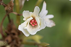 DA_PH23_IMG_2838-Enhanced-NR.jpg