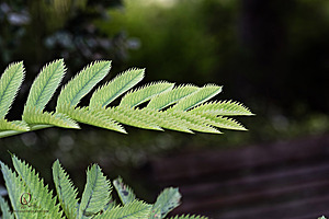 DA_PH23_IMG_2874-Enhanced-NR.jpg