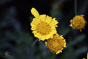 DA_PH23_IMG_2883-Enhanced-NR.jpg