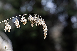 DA_PH23_IMG_2916-Enhanced-NR.jpg