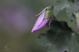 DA_PH23_IMG_2928-Enhanced-NR.jpg