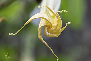 DA_PH23_IMG_2944-Enhanced-NR.jpg