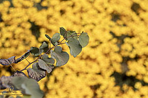 DA_PH23_IMG_2977-Enhanced-NR.jpg