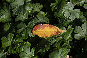 DA_PH23_IMG_2981-Enhanced-NR.jpg