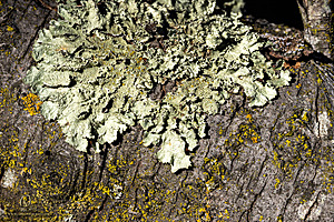 Filename=EY_PH23_IMG_2331-Enhanced-NR.jpg
Filesize=809KiB
Dimensions=1200x800
Date added=Nov 26, 2023 EY_PH23_IMG_2331-Enhanced-NR.jpg