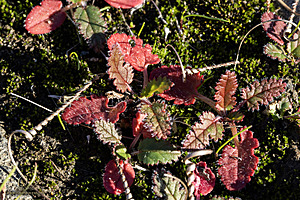 Filename=EY_PH23_IMG_2366-Enhanced-NR.jpg
Filesize=575KiB
Dimensions=1200x800
Date added=Nov 26, 2023 EY_PH23_IMG_2366-Enhanced-NR.jpg