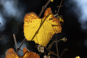 EY_PH23_IMG_2454-Enhanced-NR.jpg
