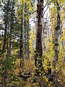 Caples_PH22_20221022_100731.jpg