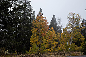 Caples_PH22_IMG_5818.jpg