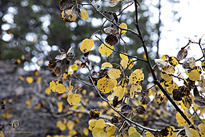 Caples_PH22_IMG_6027.jpg