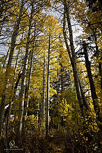Caples_PH22_IMG_6324.jpg