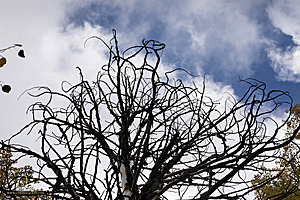 Caples_PH22_IMG_6422.jpg