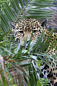SacZoo_PH23_IMG_2479-Enhanced-NR.jpg