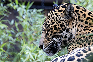 SacZoo_PH23_IMG_2526-Enhanced-NR.jpg
