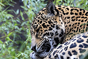 SacZoo_PH23_IMG_2527-Enhanced-NR.jpg
