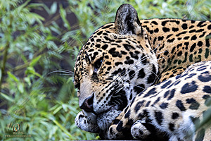 SacZoo_PH23_IMG_2529-Enhanced-NR.jpg