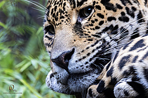SacZoo_PH23_IMG_2532-Enhanced-NR.jpg