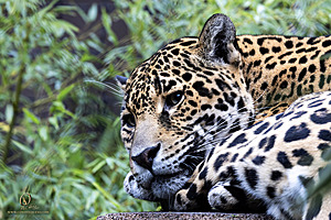 SacZoo_PH23_IMG_2534-Enhanced-NR.jpg