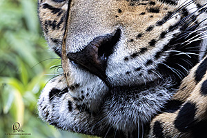 SacZoo_PH23_IMG_2542-Enhanced-NR.jpg