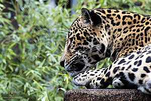 SacZoo_PH23_IMG_2547-Enhanced-NR.jpg