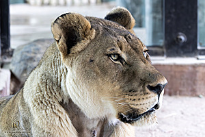 SacZoo_PH23_IMG_2563-Enhanced-NR.jpg