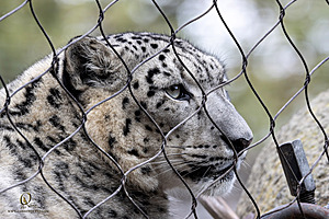 SacZoo_PH23_IMG_2582-Enhanced-NR.jpg